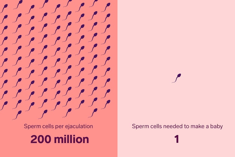 Células de esperma por eyaculación: 200 millones. Los espermatozoides necesarios para producir un bebé: 1.