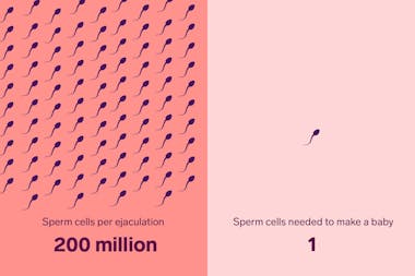 Sperm cells per ejaculation: 200 million. Sperm cells needed to make a baby: 1.