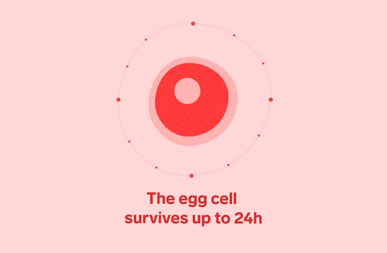 Óvulo femenino rojo sobre fondo rosa con el texto 'el óvulo sobrevive hasta 24 horas'