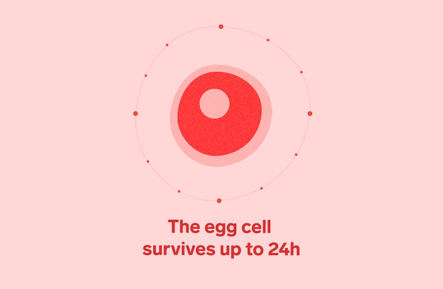 Red female egg cell on a pink background with the text 'the egg cell survives up to 24h'