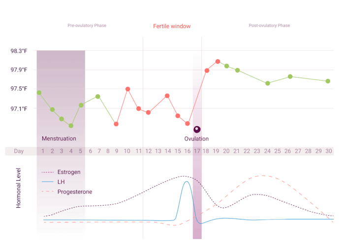 The temperature graph in the natural cycles app displaying ovulation, red and green days