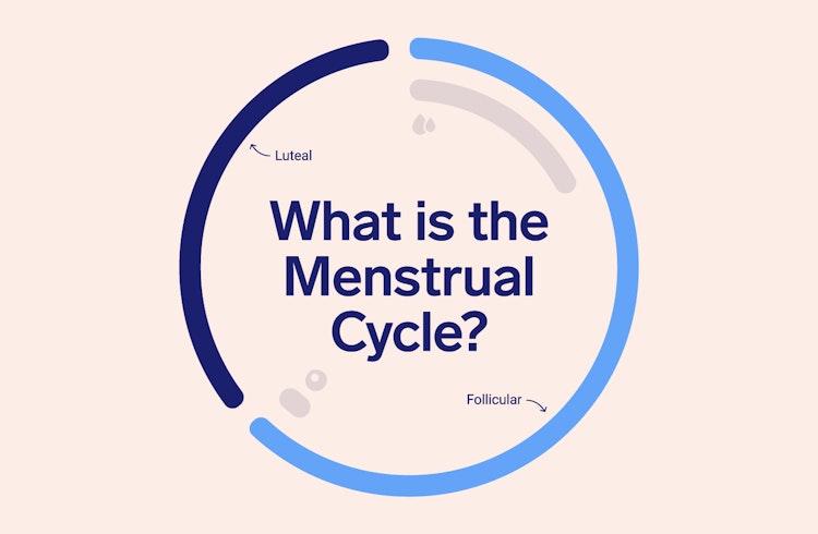 image of a circle showing length of follicular and luteal phase with the test 'what is the menstrual cycle?'