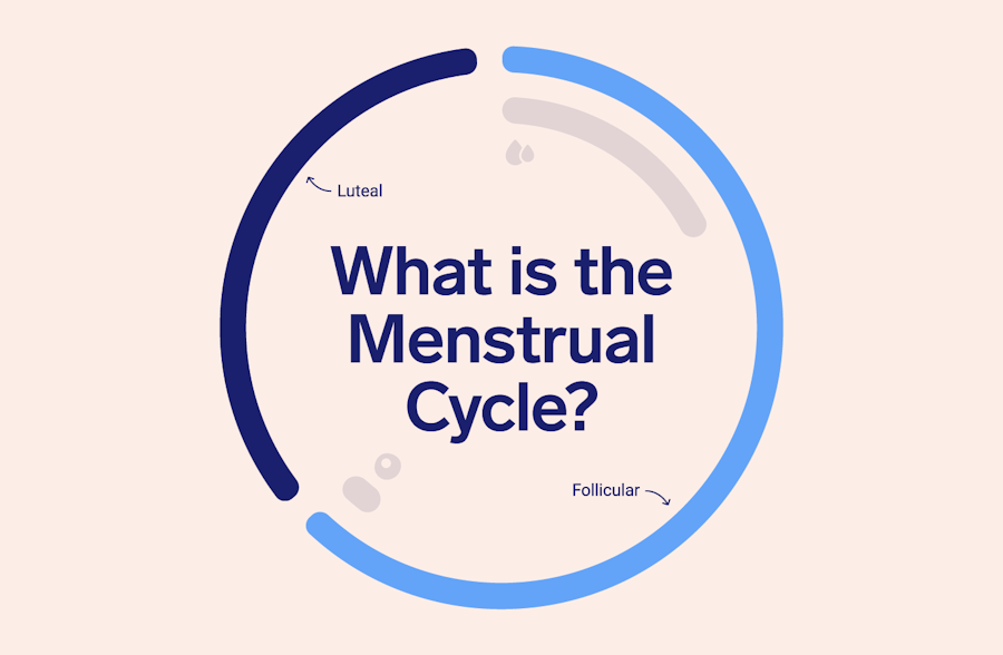 image of a circle showing length of follicular and luteal phase with the test 'what is the menstrual cycle?'