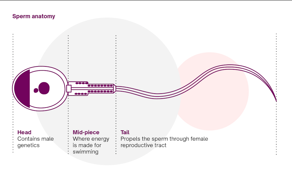Sperm Production | How Is Sperm Produced? | Natural Cycles