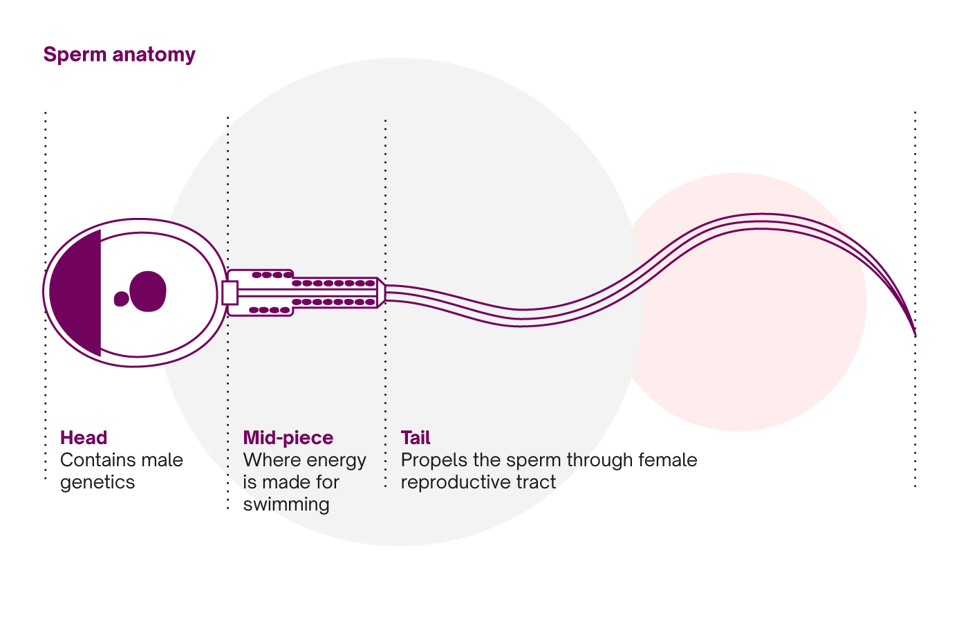 CycleMatters Female Health & Sex Ed Online Natural Cycles