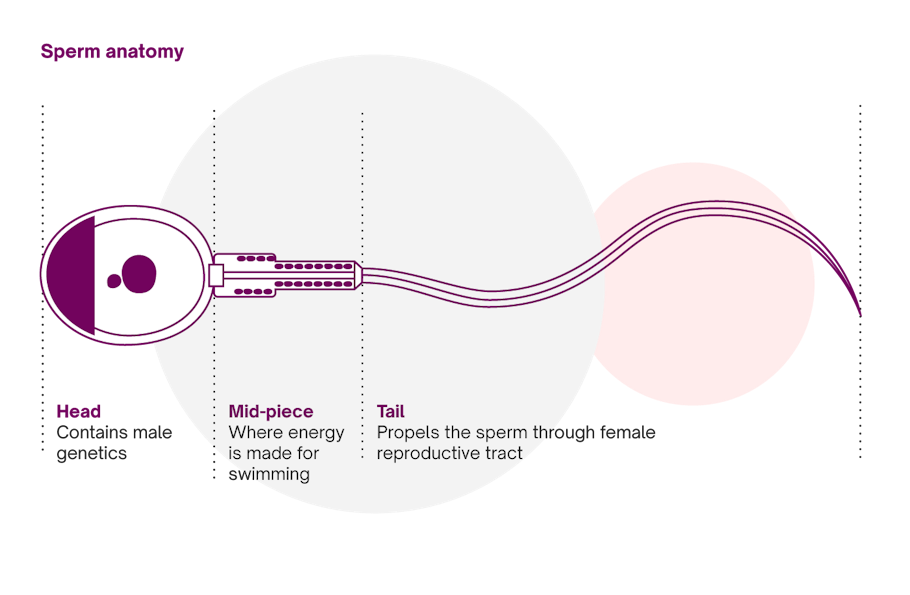 Sperm anatomy showing head, midpiece and tail 