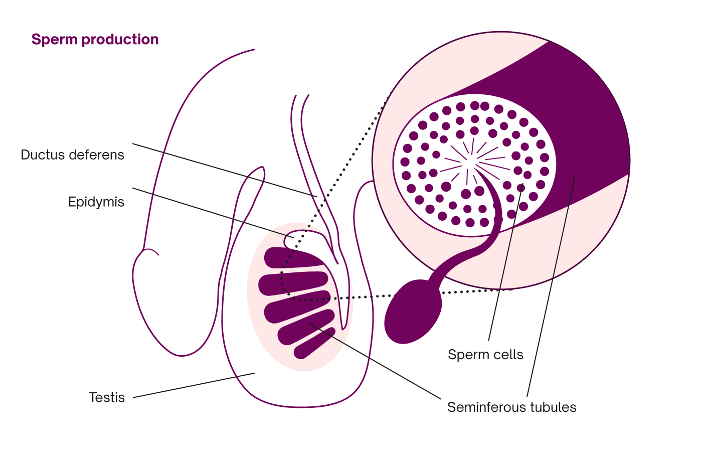 Cell life span sperm