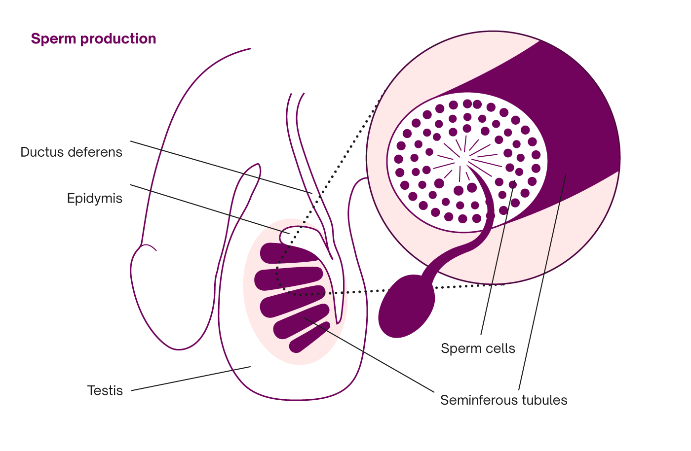 Sperm Cells Mature In