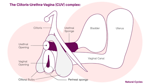 Diagram of the female pleasure anatomy and CUB complex