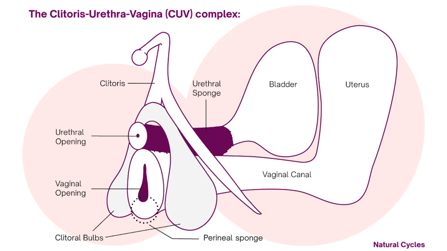 Sexual Intercourse Diagram Sexual Intercourse Diagram