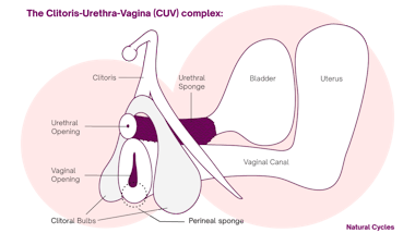 Diagram of the female pleasure anatomy and CUB complex 