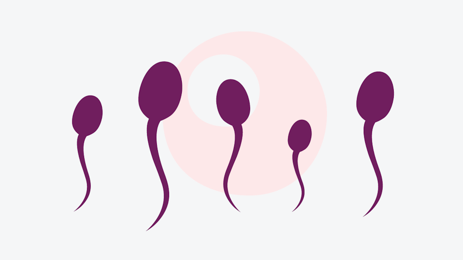 5 sperm cells swimming above a female egg cell