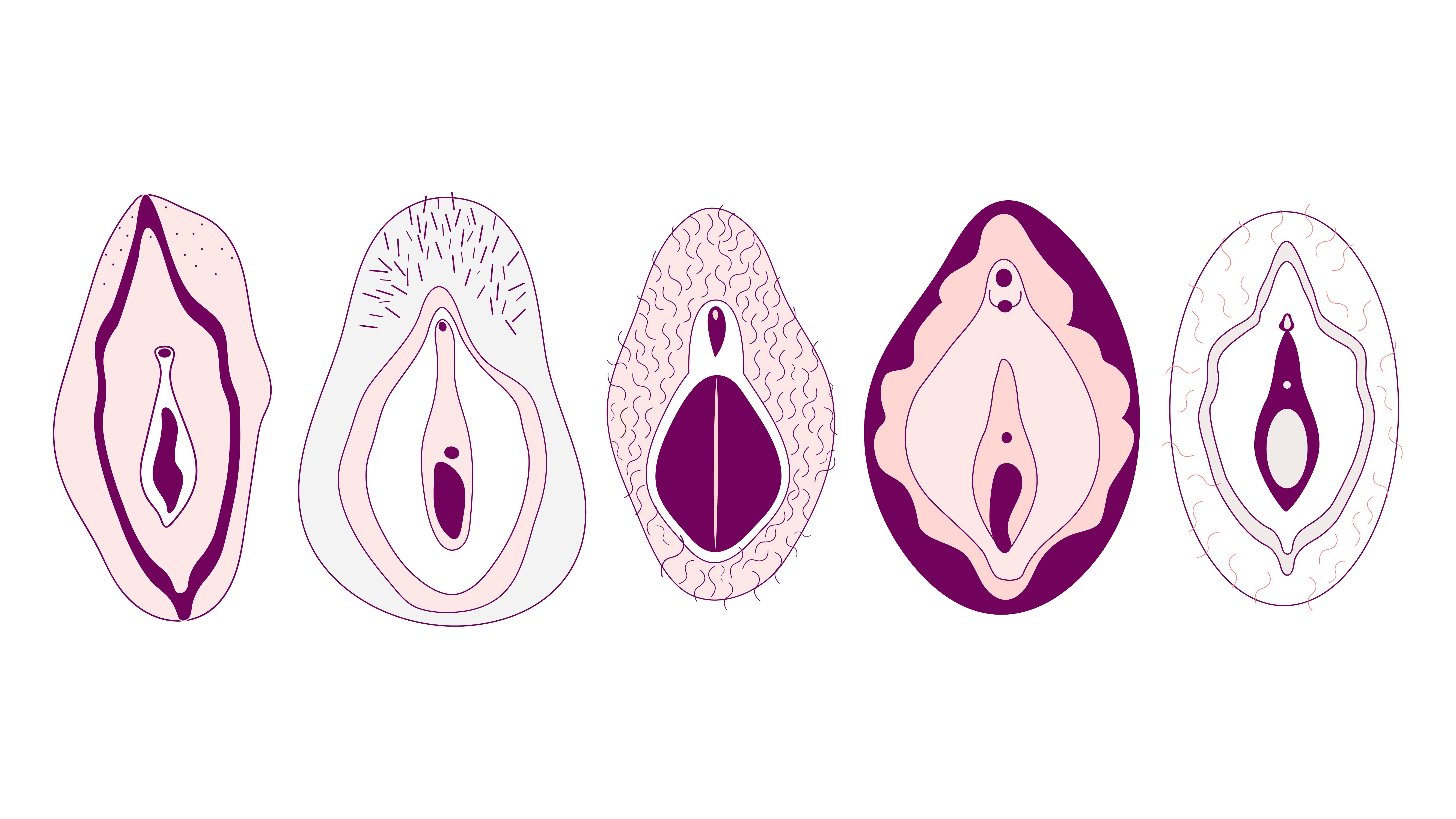 Illustration showing five different vulvas