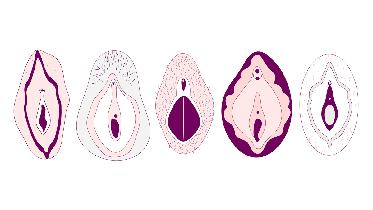 Vulva: Diagram, Function, Location & Anatomy