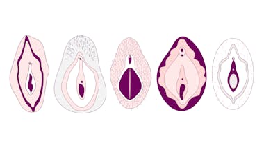 Illustration showing five different vulvas