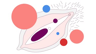 Illustration of a vulva surrounded by colorful circles