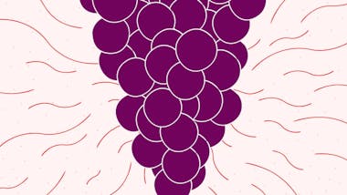Illustration of dormant egg folicles in the ovaries
