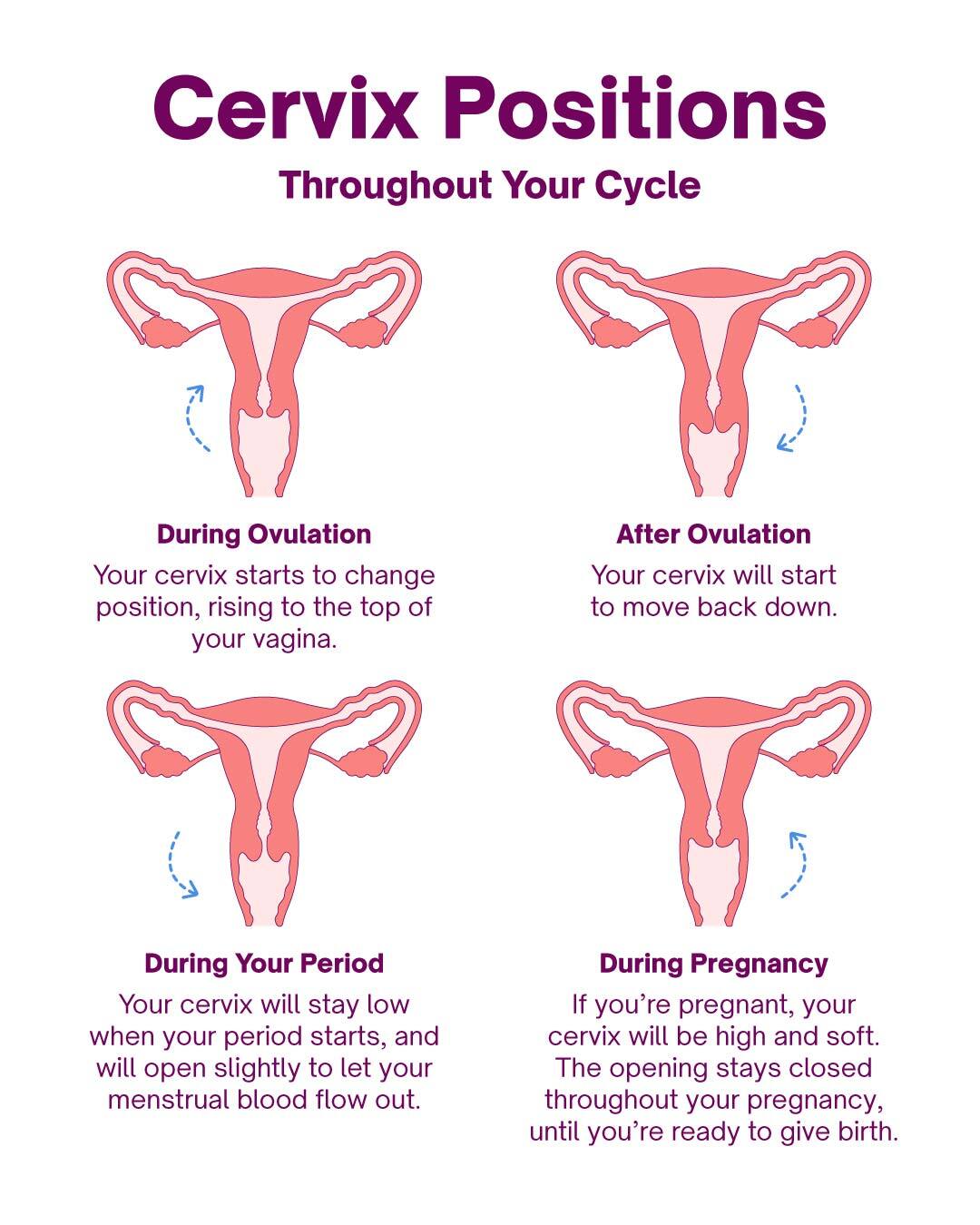 Cervix Positions What They Mean And How To Check Them