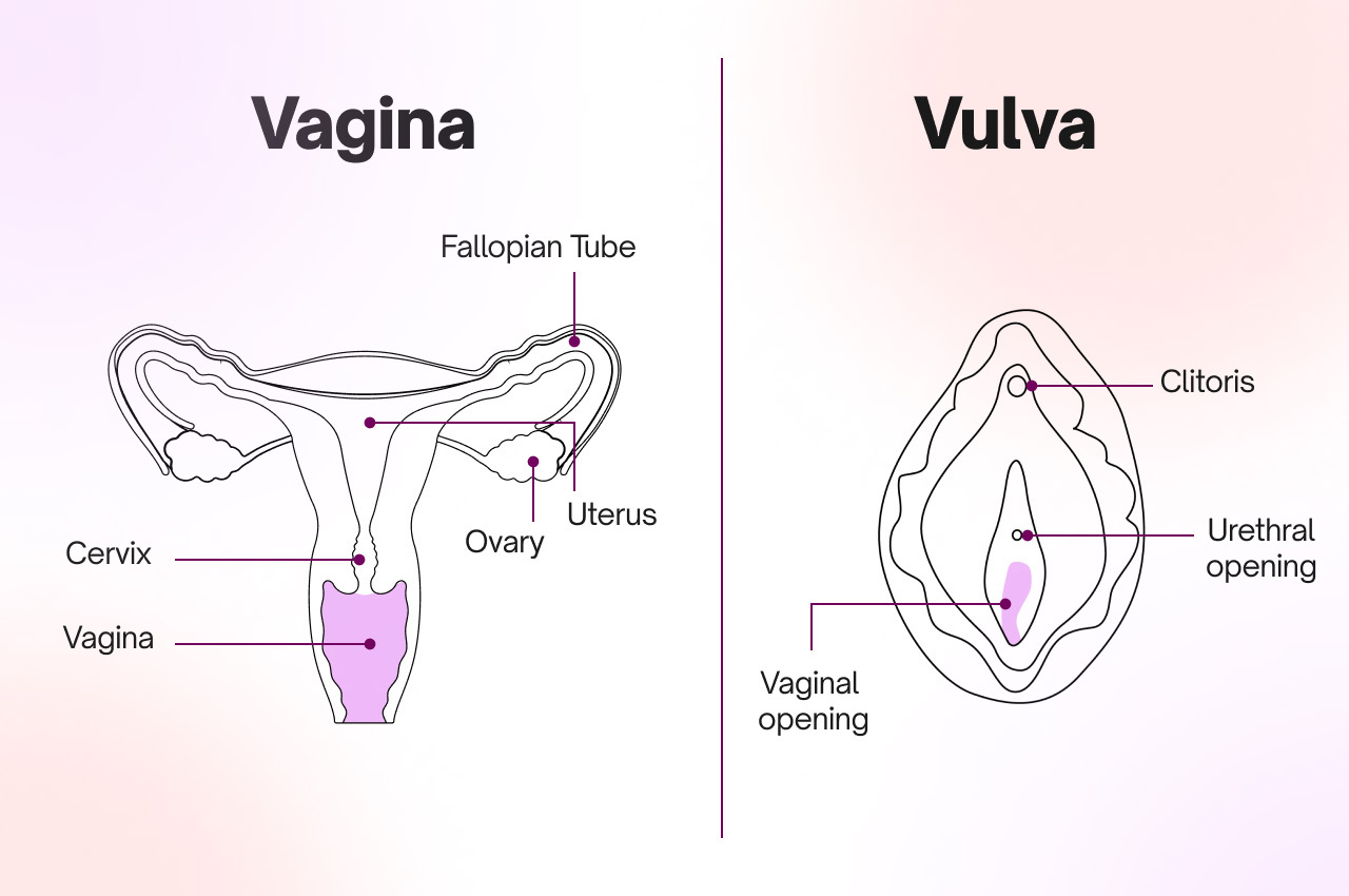 Vagina: Anatomy, Function & What to Look Out For