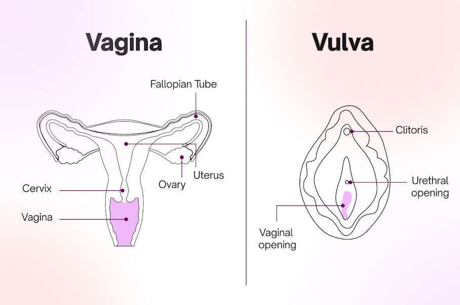 Illustration of vagina anatomy showing the different parts of the female reproductive system including the vulva, cervix and uterus