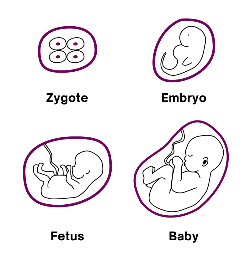 Embryo vs fetus: What's the difference?