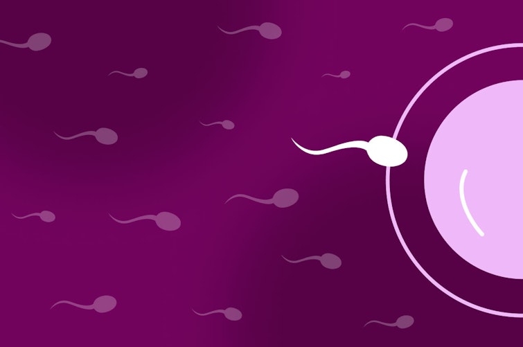 Illustration of sperm cells travelling towards egg cell