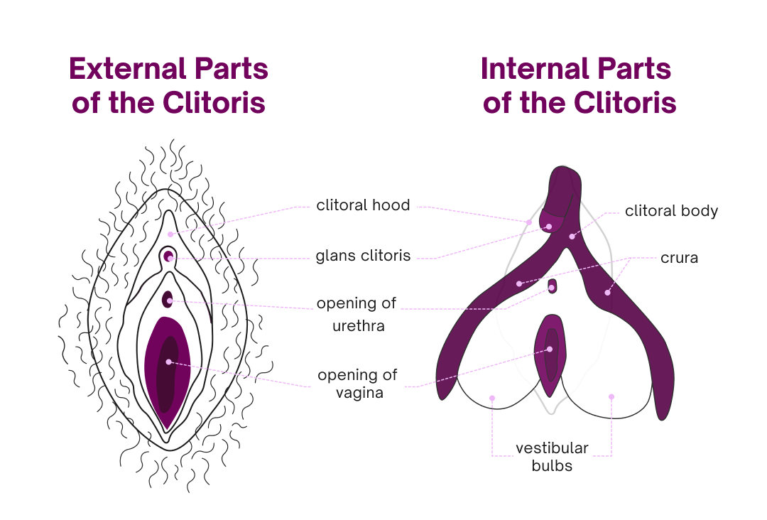 Diagram of clitoris