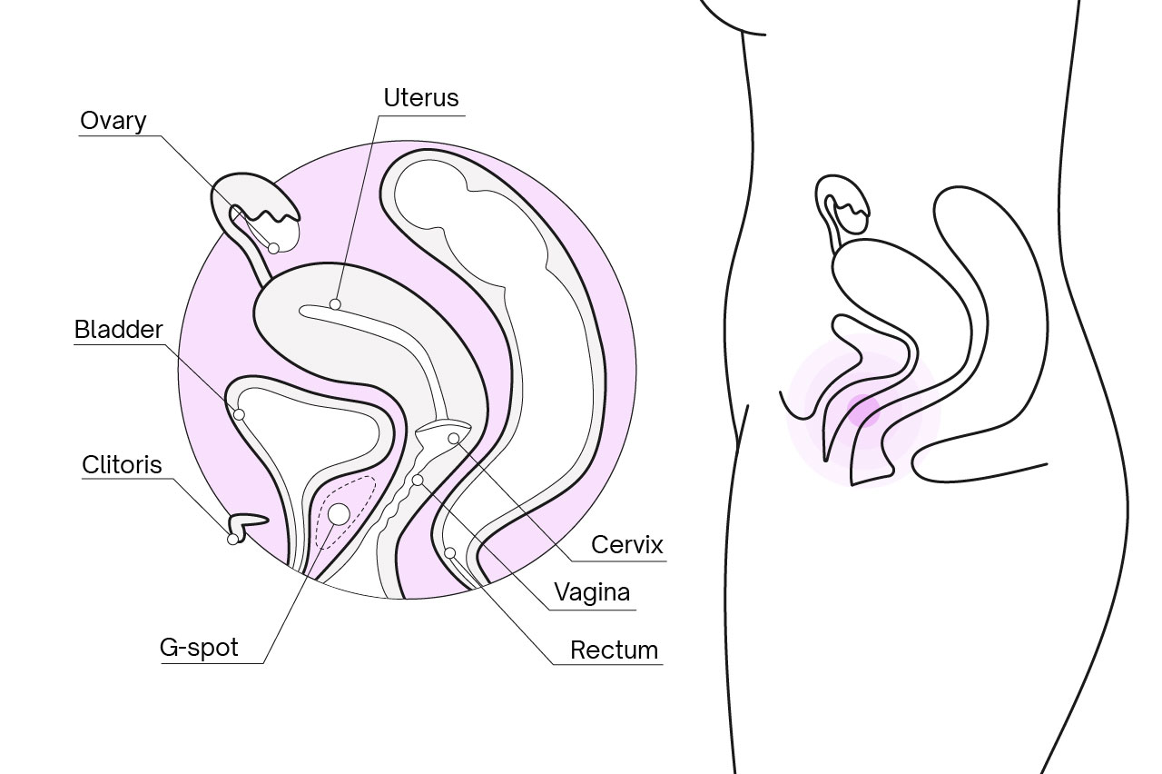 Diagram showing where the G-spot is in relation to other reproductive parts