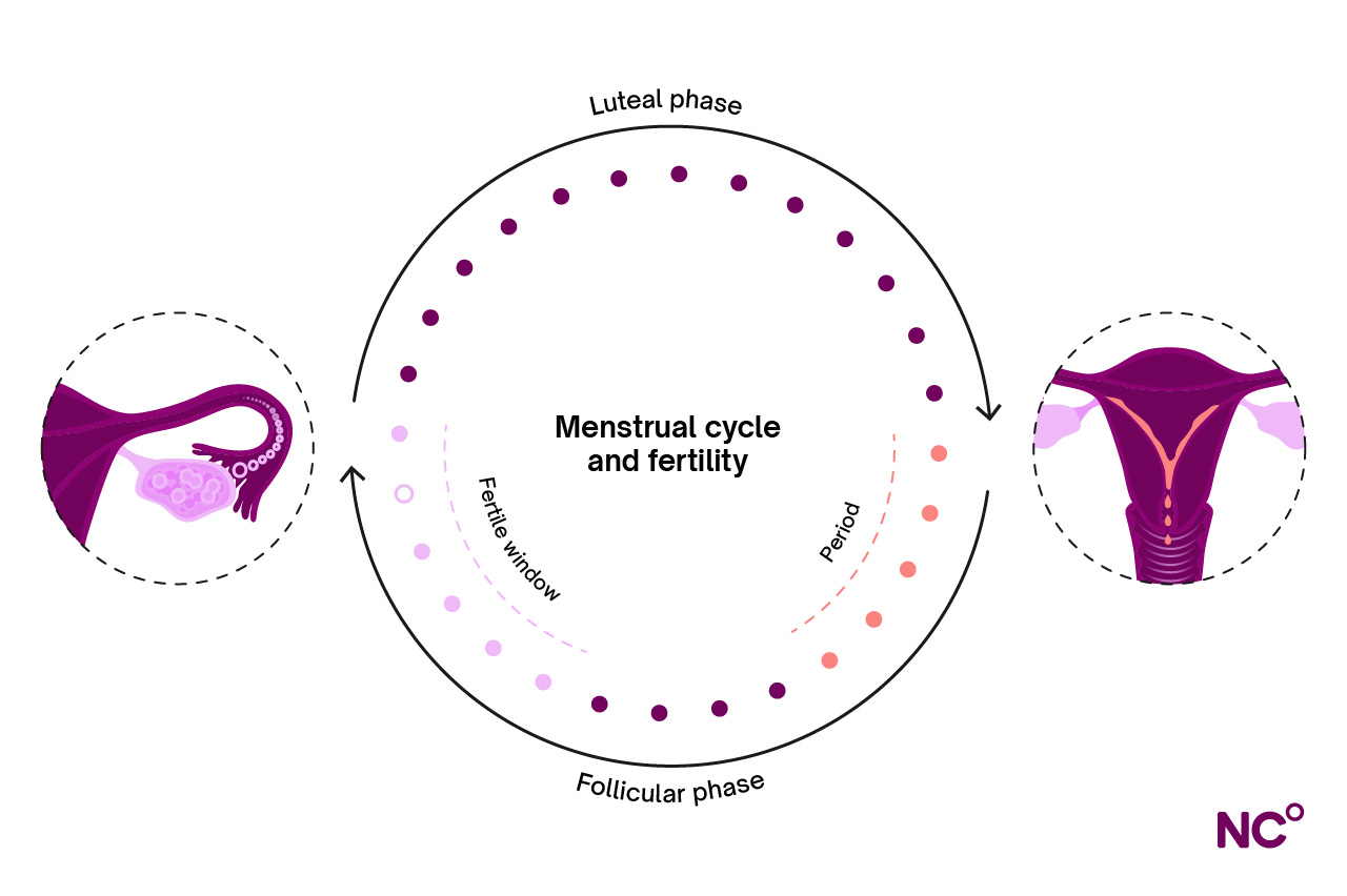 Diagram showing the menstrual cycle including fertile days and period