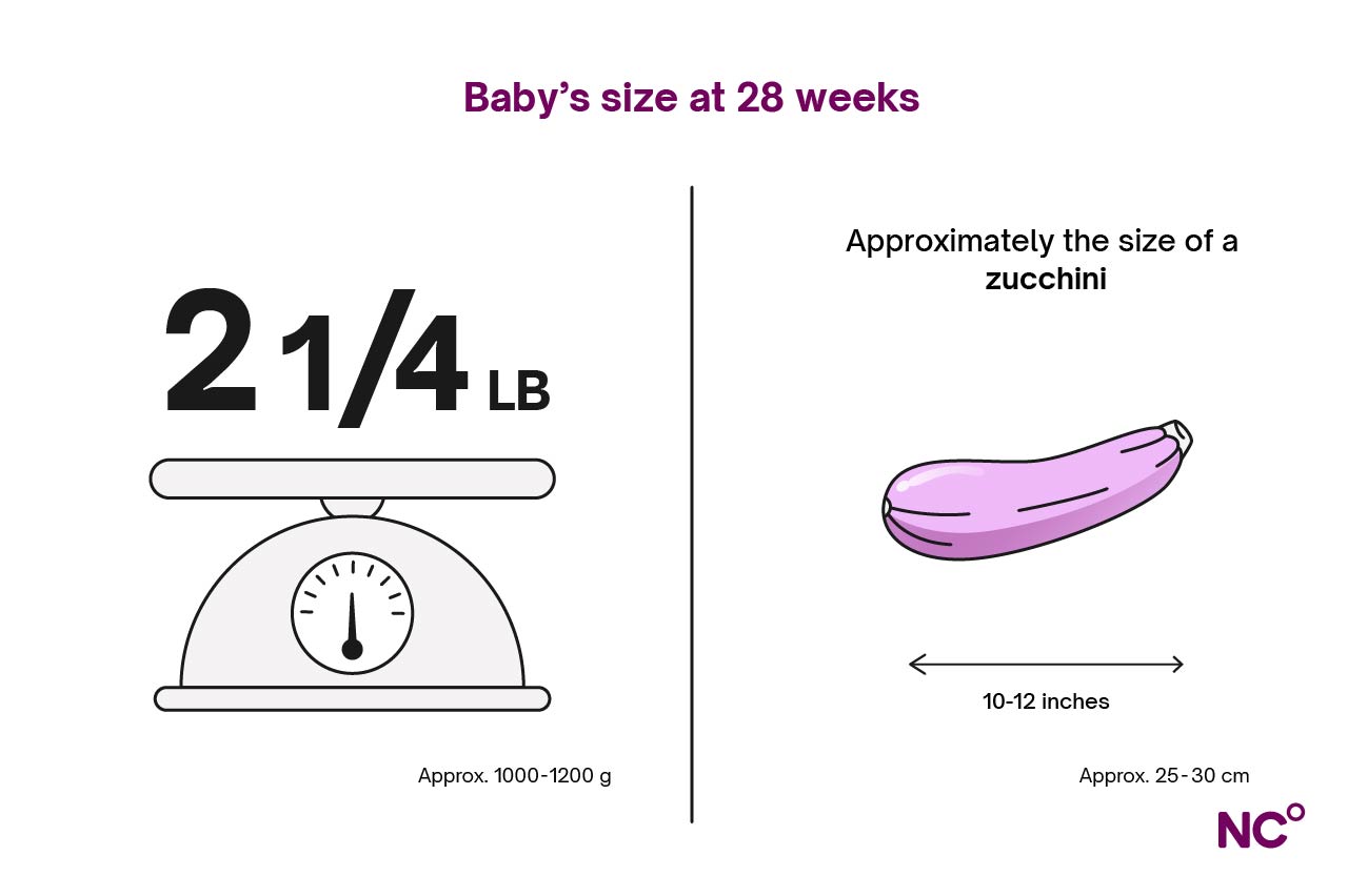 Infographic showing the approximate weight and length of a baby at 28 weeks comparing to the size of a zucchini