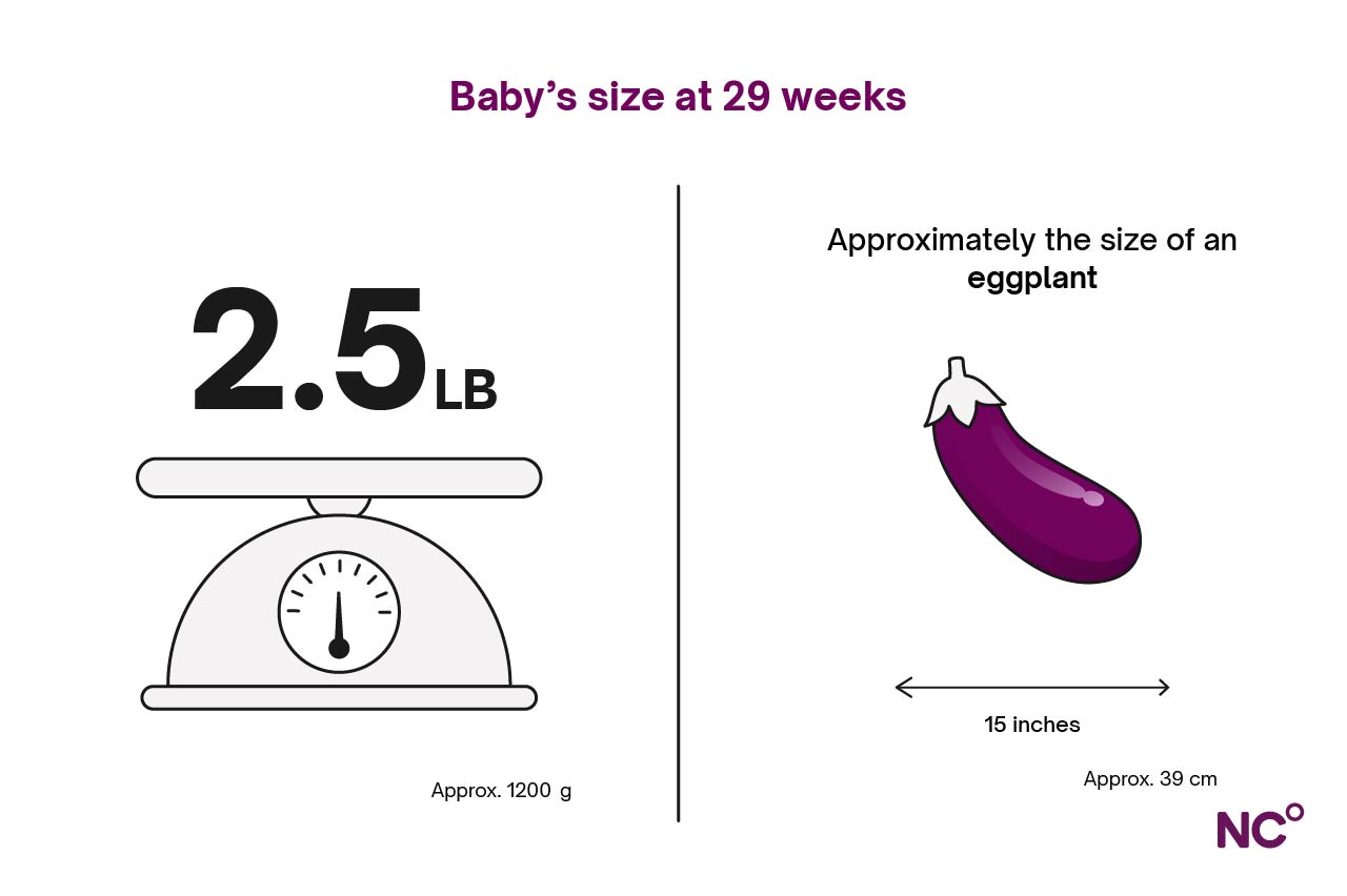 Infographic showing the weight and length of a baby at 29 weeks of pregnancy with the comparison of an eggplant