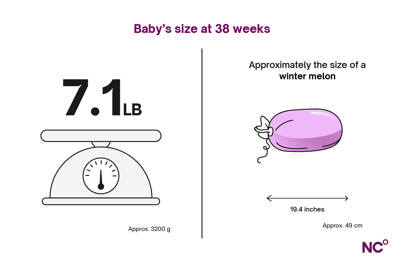 Illustration showing baby's size and weight at week 38 of pregnancy