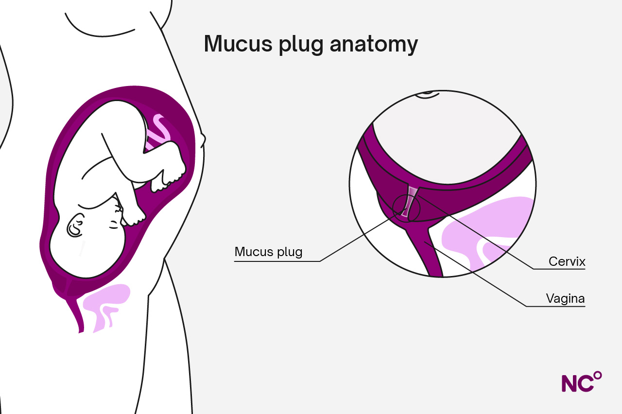 Illustration of the anatomy of where the mucus plug sits in the cervix