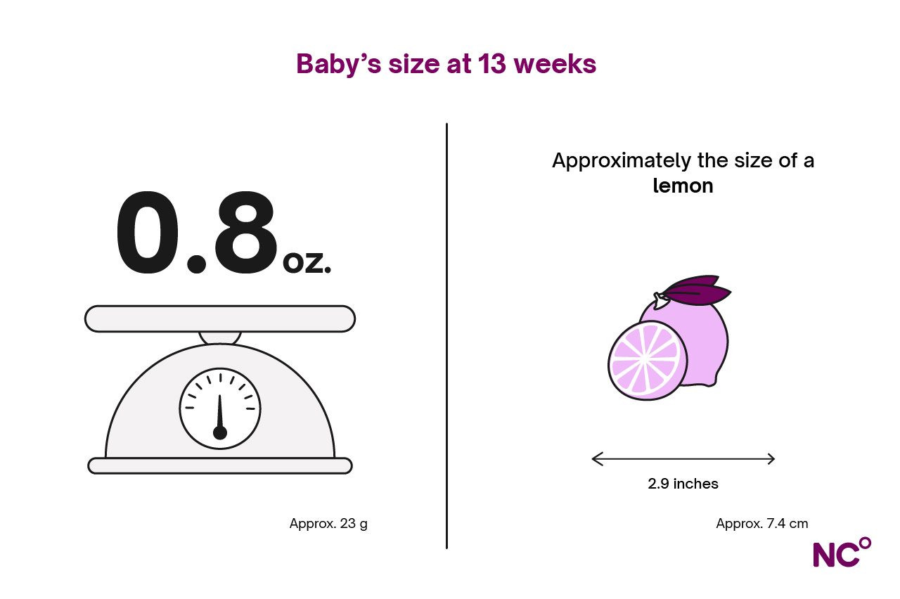 infographic titled 'baby's size at 13 weeks' the image shows a weighing scales with the weight 0.8lbs (23 grams) and length 2,9 inches (7.4 cm) and the text approximately the size of a lemon with an illustration of a lemon