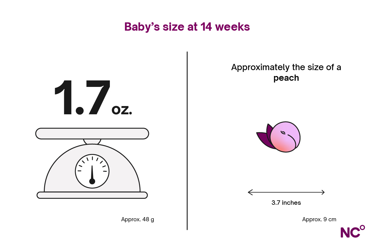 Infographic showing baby's development at 14 weeks illustrated with weighing scales and an illustration of a peach