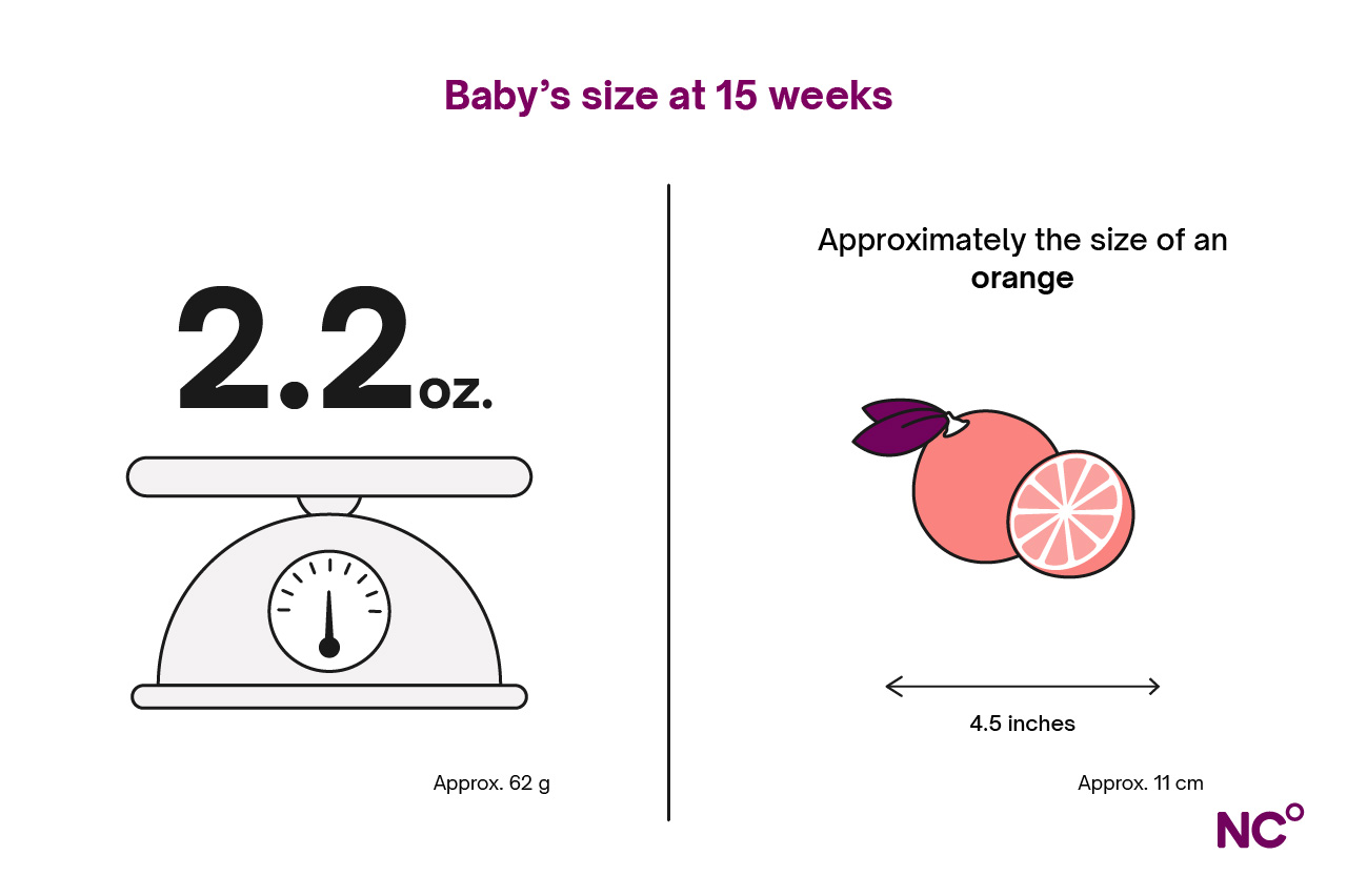 Infographic depicting baby's development at 15 weeks, showing the size 2.2oz on a set of weighing scales next to an illustration of a body, depicting baby's lenth at 4.5 inches