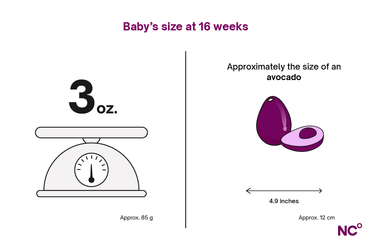 Infographic demonstrating baby's size at 16 weeks with a weighing scale and an avocado for scale