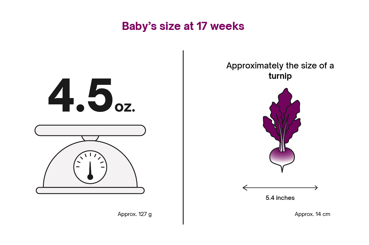 Infographic detailing baby's size at 17 weeks of pregnancy and showing a comparison to a turnip