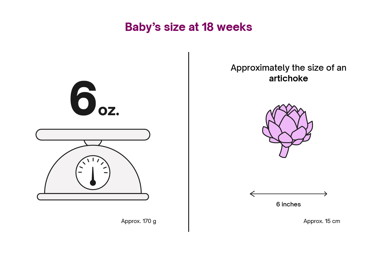Infographic illustrating baby's size at 18 weeks with a weighing scales and an artichoke for comparison