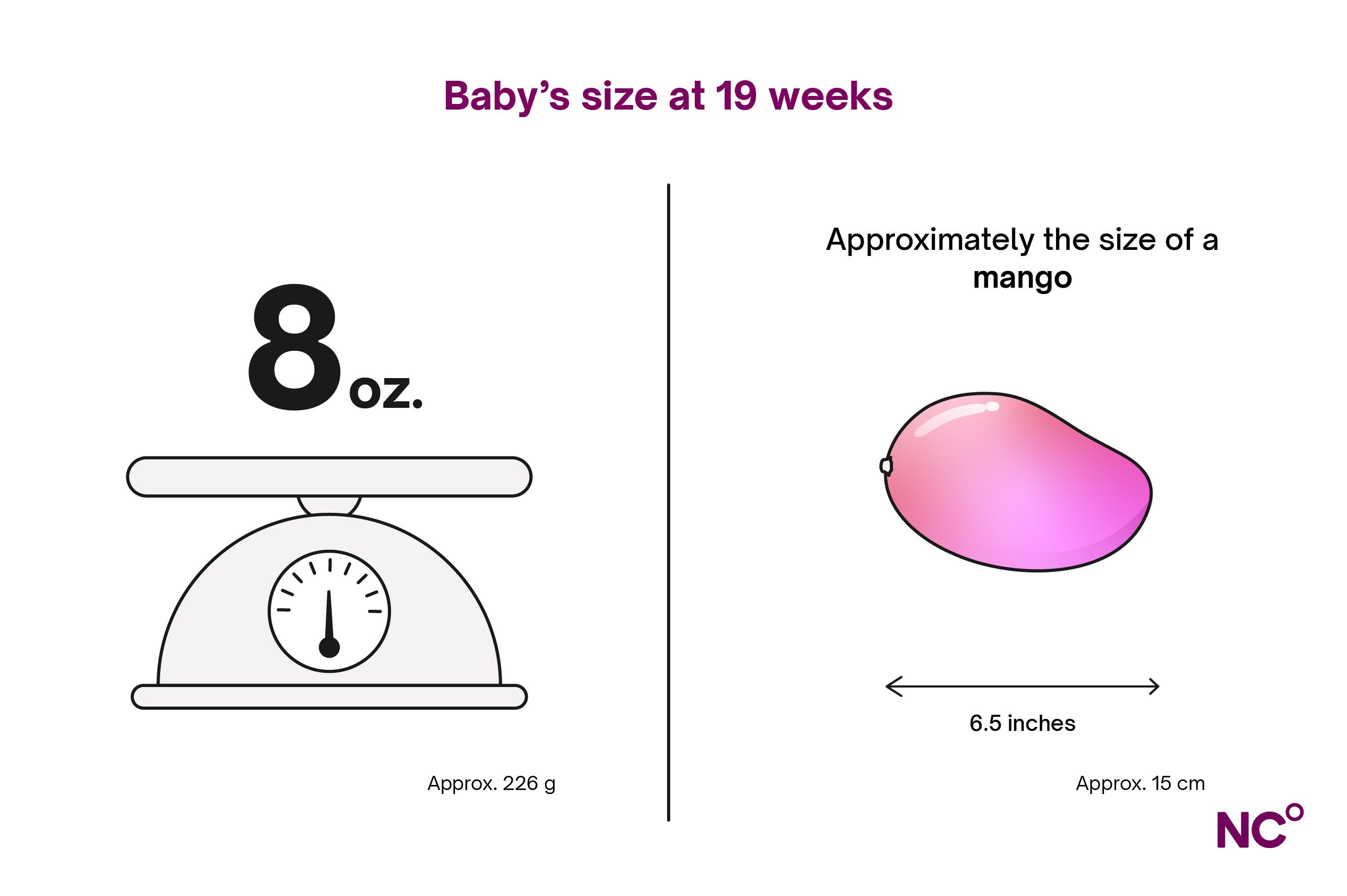 Infographic demonstrating baby's size at week 19 with a set of weighing scales and a mango 