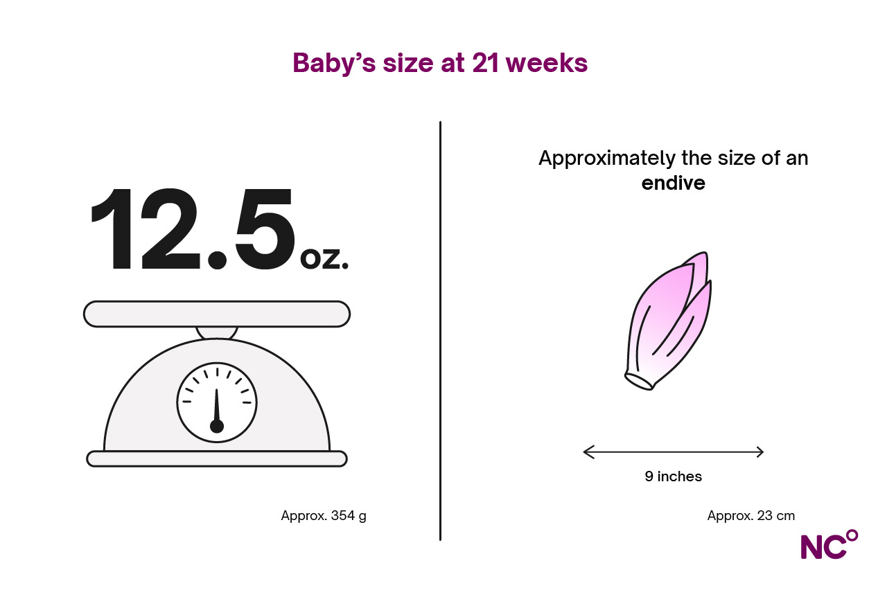 Infographic depicting baby's size at 21 weeks with a weighing scales and an endive for reference
