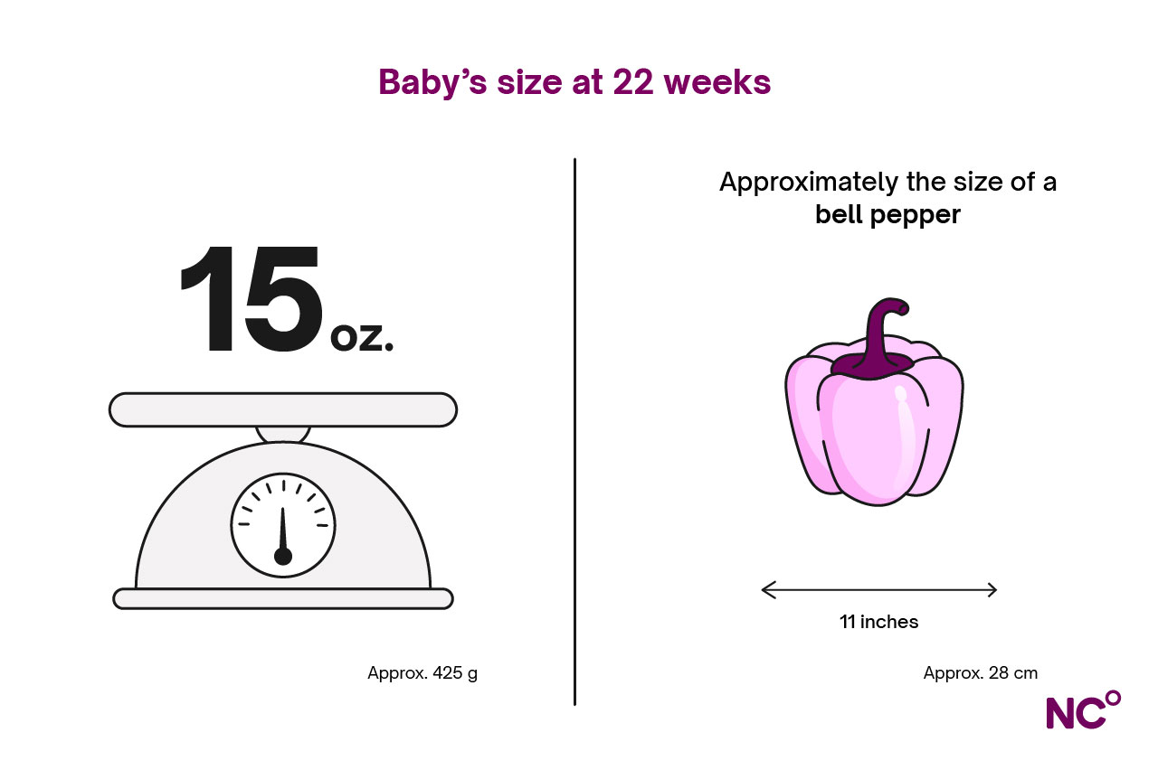 Infographic depicting baby's weight at 22 weeks with an illustration of a bell pepper