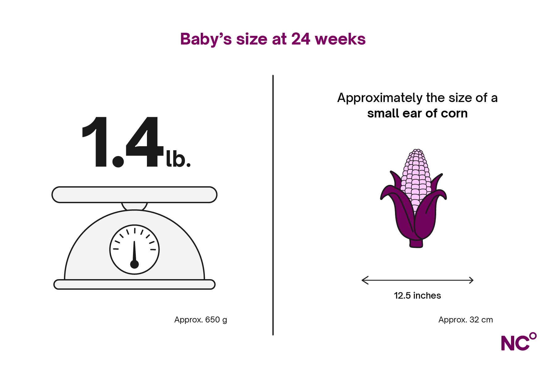 infograhpic depicting baby's size at week 24