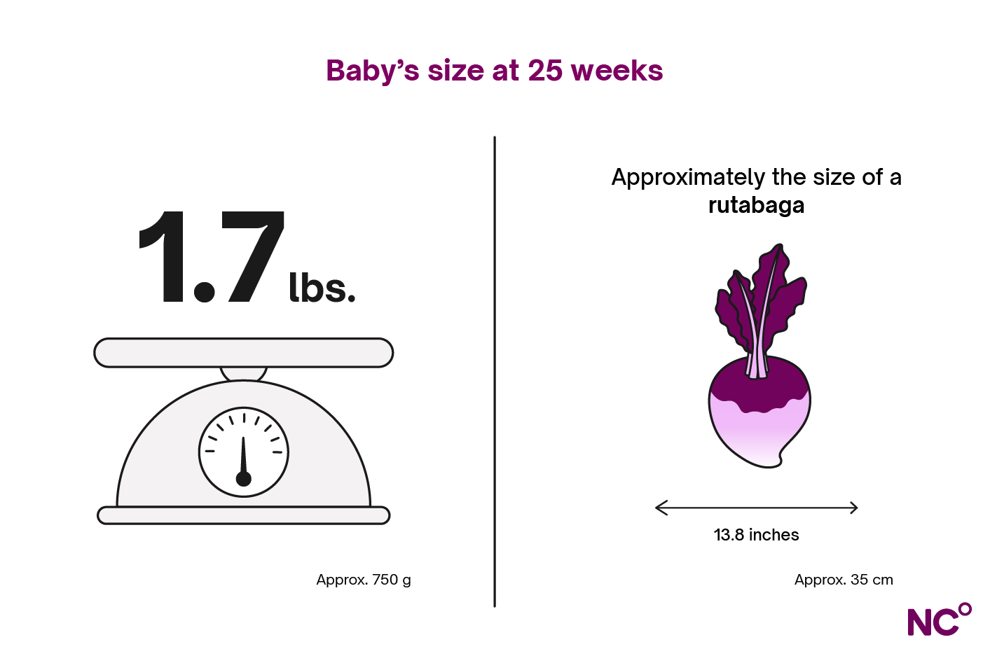 Infographic depicting baby's size at 25 weeks