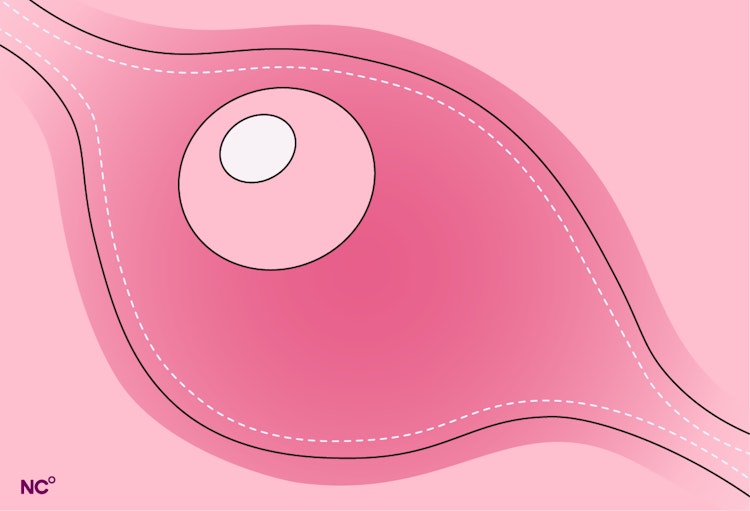 Illustration of an egg moving through the fallopian tube