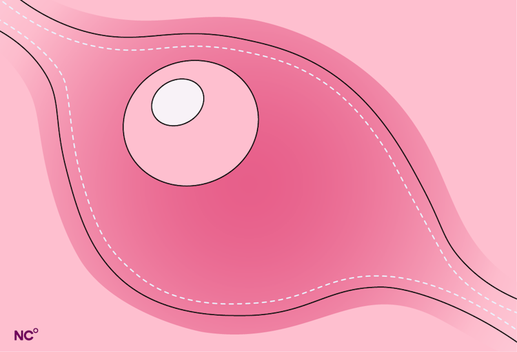 Illustration of an egg moving through the fallopian tube