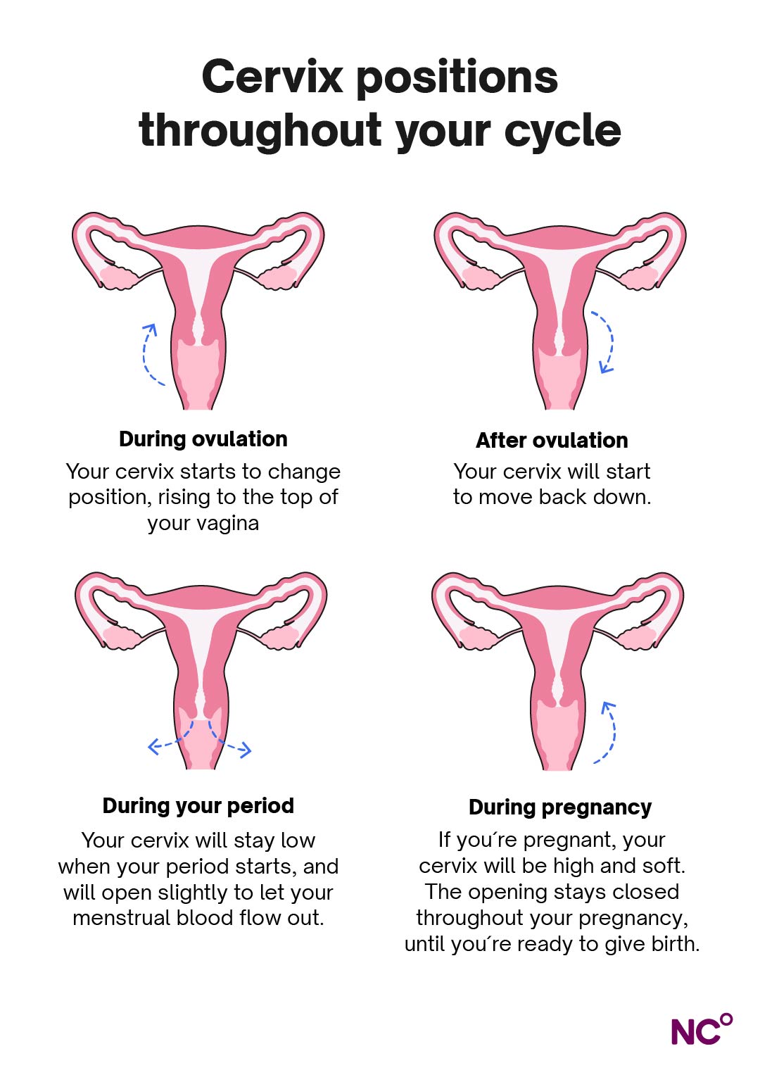 Infographic showing the different cervix positions throughout the cycle