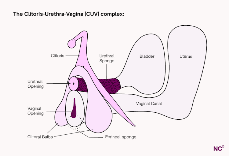 Diagram of the CUV complex