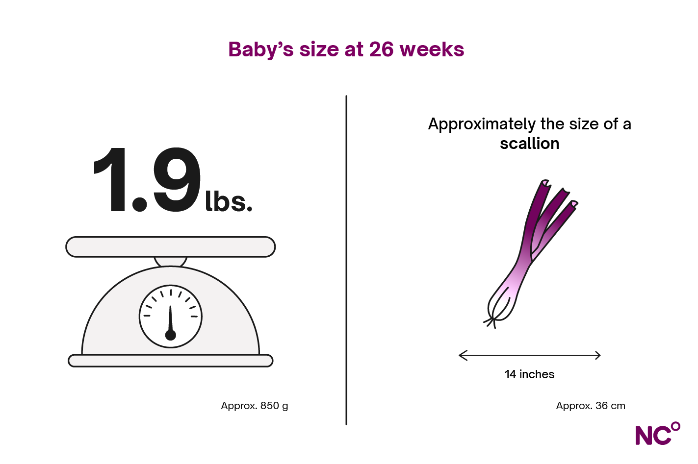 Infographic showing baby's development at week 26