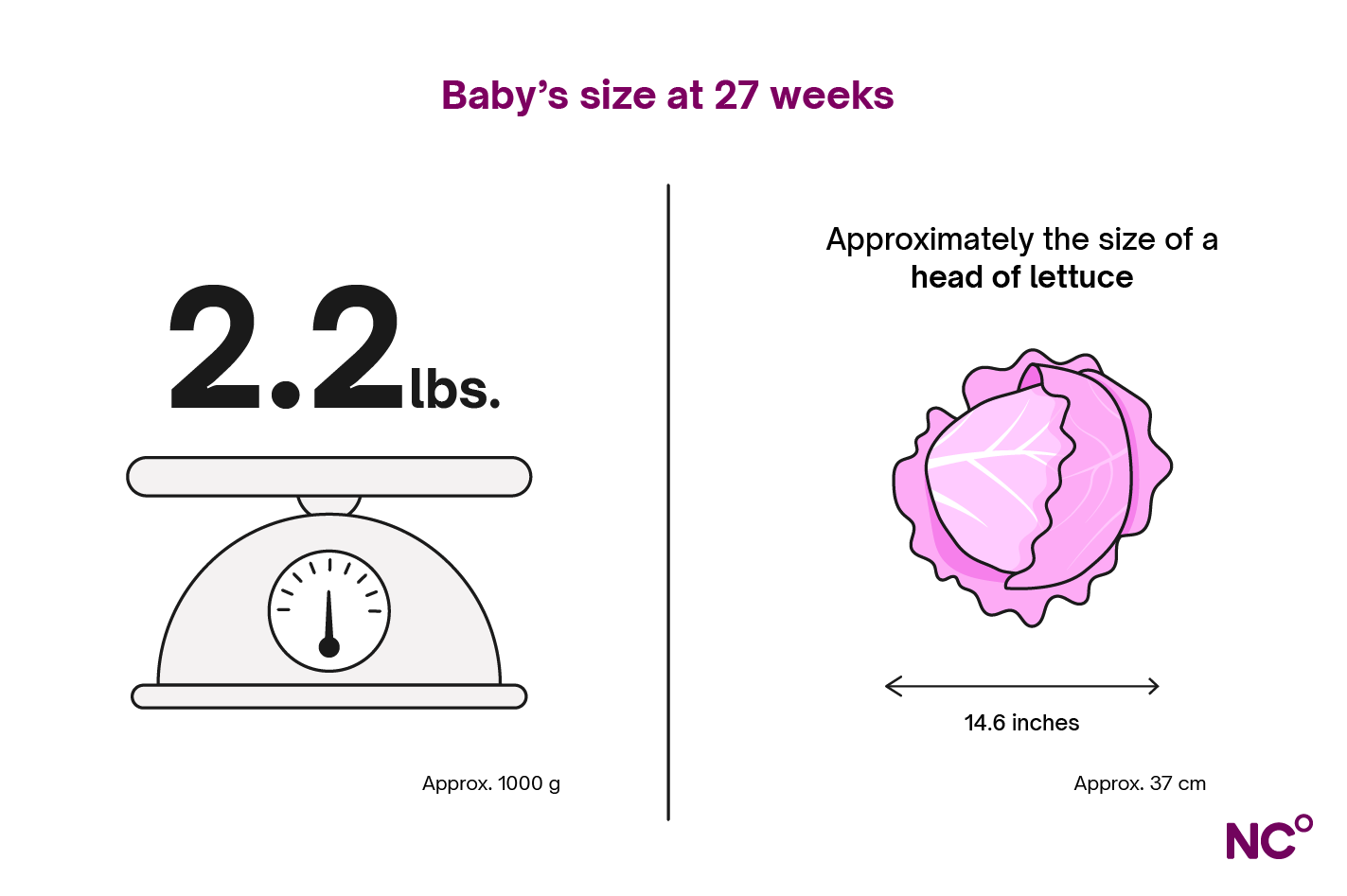 Infographic showing baby's development at 27 weeks